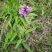 Stachys officinalis (bétoine officinale)