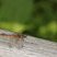 Sympetrum striolatum - mâle