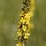 Fleurs d'aigremoine eupatoire - sous réserve