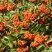 Pyracantha