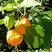 Physalis