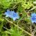 Anchusa non identifiée