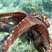 Poulpe (Octopus cyanea)