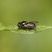 Eristalis sepuchralis - sous réserve