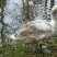 Jeune cygne tuberculé