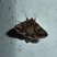 Autographa gamma.