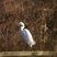 Aigrette garzette