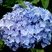 Hortensia