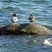 Couple de canards colverts