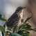 Grive mauvis / Turdus iliacus