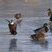 Atterrissage d'un colvert juvénile