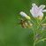 Mouche parasitée sur une Cardamine des près