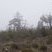 Garrigue dans la brume