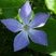 Grande pervenche (vinca major)