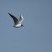 Mouette rieuse