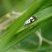 Ethmia quadrillella - sous réserve