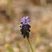 Muscari botryoide