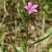 Dianthus armeria