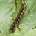 Chenille de la buveuse - Euthrix potatoria