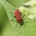 Le Cardinal - Pyrochroa coccinea