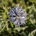 Echinops ritro