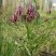 Fritillaria meleagris