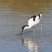 Avocette élégante