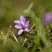 Erodium Bec-de-grue