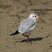 Mouette rieuse