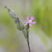 Silene sp.