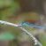 Agrion à longs cercoïdes