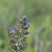 Fleur de sauge à feuilles de verveine - sous réserve