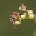 Vespula sp. sur fleur de Scrofulaire