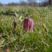 Fritillaire Pintade (Fritillaria meleagris)