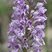 Orchis militaris