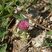 Trifolium sp.