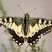 Papilio machaon