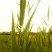 Roseaux, poacées des genres Arundo ou Phragmites.