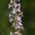 Orchis moucheron