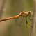 Sympetrum striolatum - immature