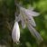 Fleur d'Hosta