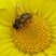 Andrena flavipes 