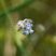 Myosotis sp.