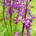 Orchis des marais (Anacamptis palustris)