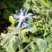 Bourrache, Borago officinalis