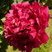 Pivoine arbustive rouge