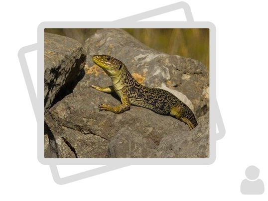 Lézards et autres reptiles (Mhyrdin)