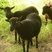 Moutons d'Ouessant