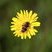 Clairon des abeilles