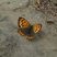 Lycaena phlaeas (Le Bronzé).